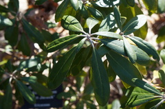 Rhododendron yakushimanum