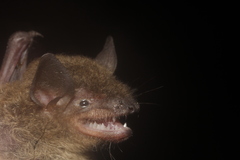 Myotis velifer