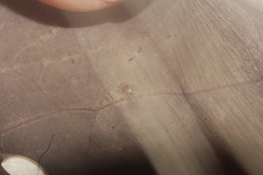 Spinturnix americanus