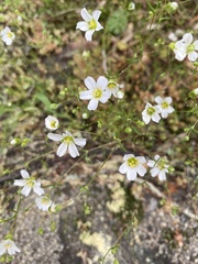 Mononeuria glabra