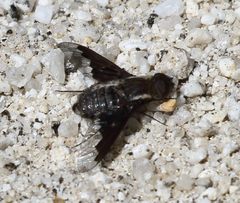 Hemipenthes seminiger