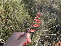 Penstemon subulatus