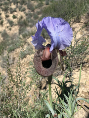 Iris iberica, photograph author not stated, no rights reserved