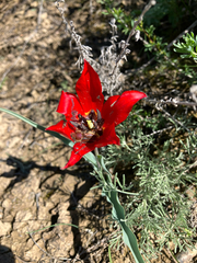 Tulipa undulatifolia, photograph author not stated, no rights reserved