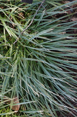Carex morrowii