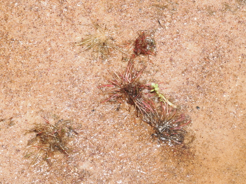 Trithuria lanterna (Trithuria lanterna)