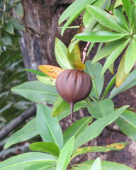 Pelliciera rhizophorae