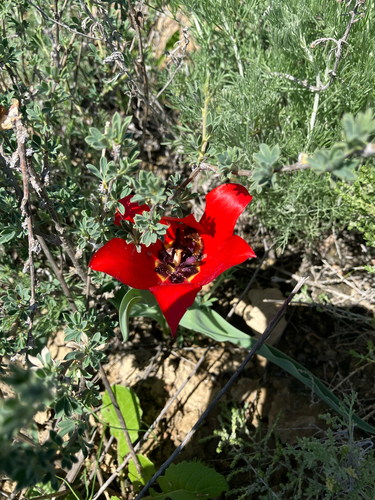 Tulipa undulatifolia