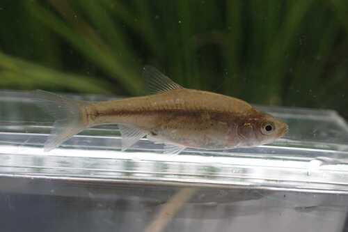 Kawabata minnow (Hemigrammocypris rasborella) — Cyprinidae — 4