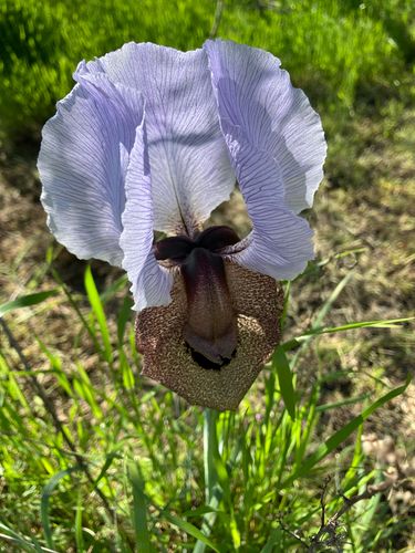 Iris iberica