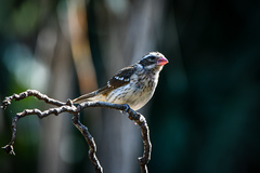 Pheucticus ludovicianus