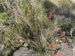 Penstemon subulatus