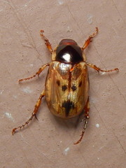 Anomala undulata