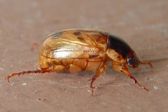 Anomala undulata