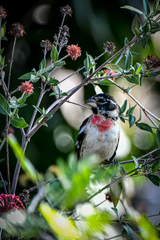 Pheucticus ludovicianus