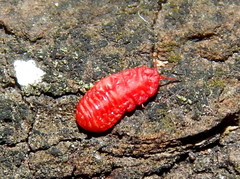 Neosteingelia texana