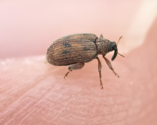 European Elm Flea Weevil