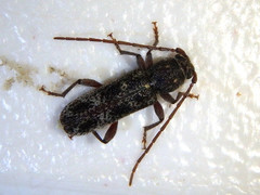 Phacodes