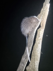 White-Faced Spiny Tree-Rat photo 3