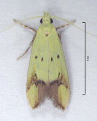 Gymnobathra flavidella