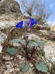 Phacelia campanularia vasiformis