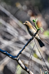 Passerina versicolor