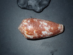 Conus monachus image