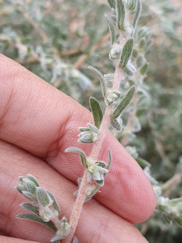 Bassia muricata