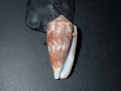 Conus monachus