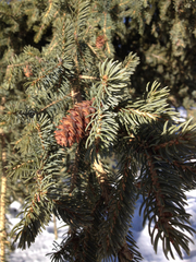 Picea glauca densata