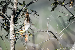 Myiarchus cinerascens