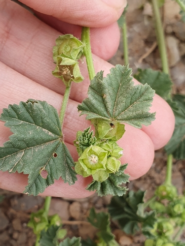 cheeseweed mallow