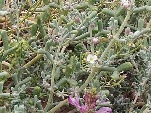 Zygophyllum cornutum