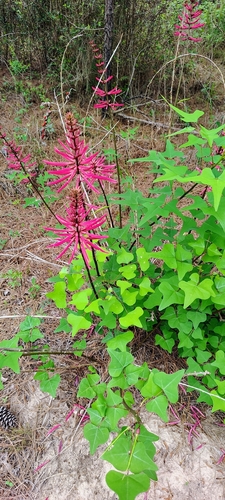 Erythrina herbacea