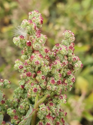 nettle-leaved goosefoot