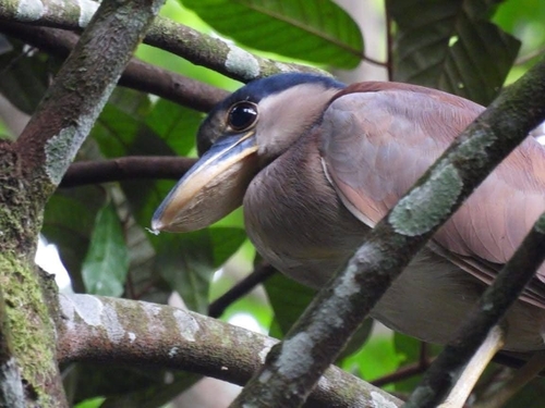 Boat-billed Heron