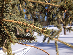 Picea glauca densata