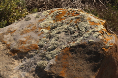 Lecanora phryganitis