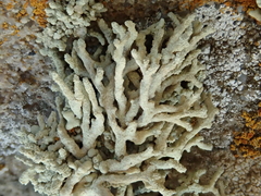 Lecanora phryganitis