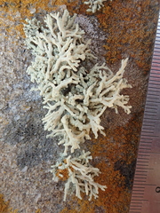 Lecanora phryganitis