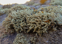 Lecanora phryganitis