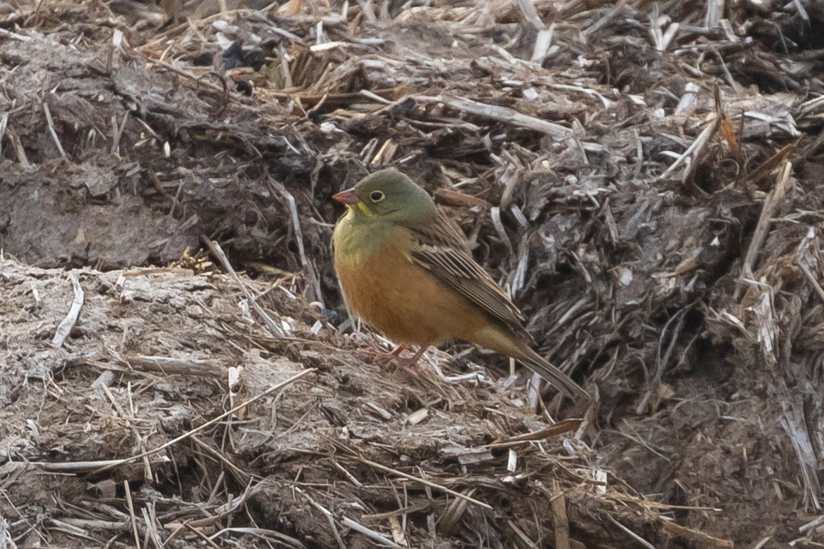 Ortolan Bunting (Emberiza hortulana), photo 2