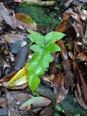 Stegnogramma wilfordii