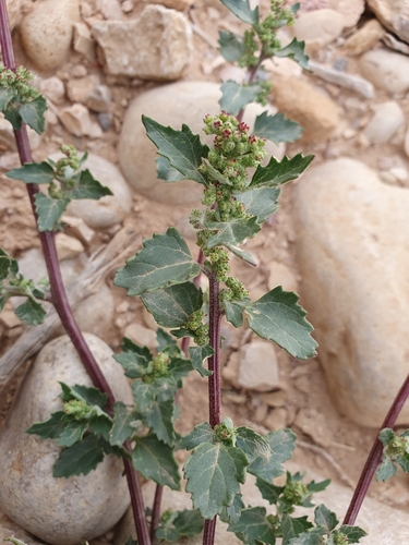 nettle-leaved goosefoot
