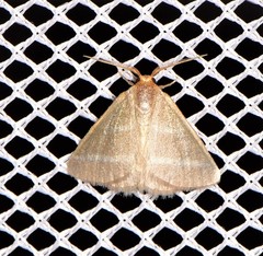 Mixocera latilineata