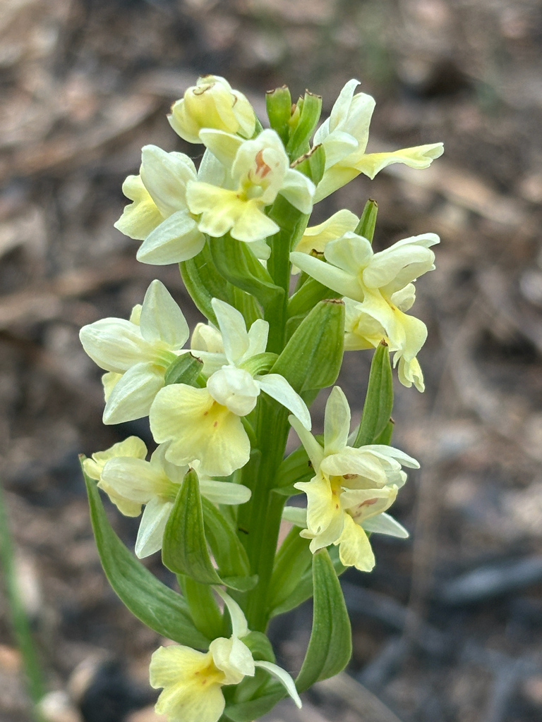 Dactylorhiza insularis (Sommier) Landwehr 3
