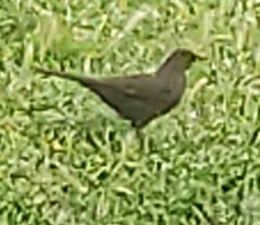 Avistamiento Turdus merula