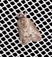 Nycteola polycyma