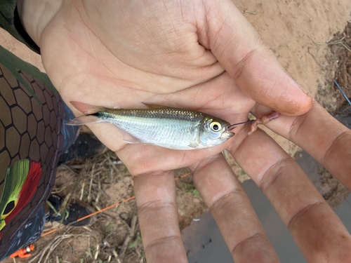 Banded astyanax (Astyanax fasciatus) — Characidae — 2