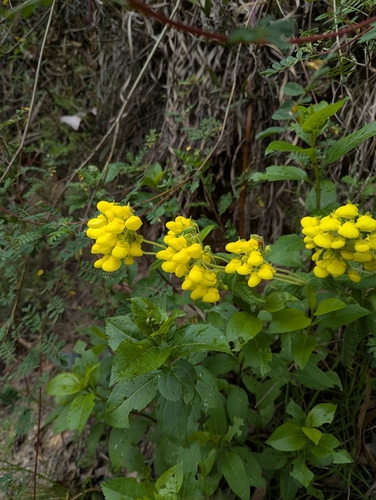Calceolaria crenata